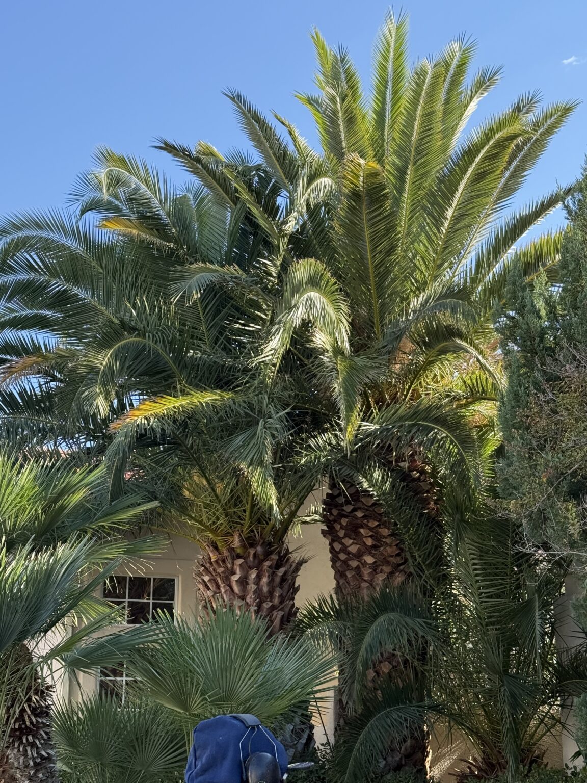 Palm tree service and trimming in the Las Vegas valley